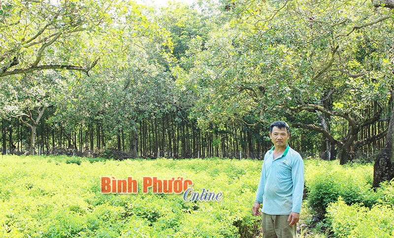 “Vị ngọt” từ mô hình xen canh bồ ngót