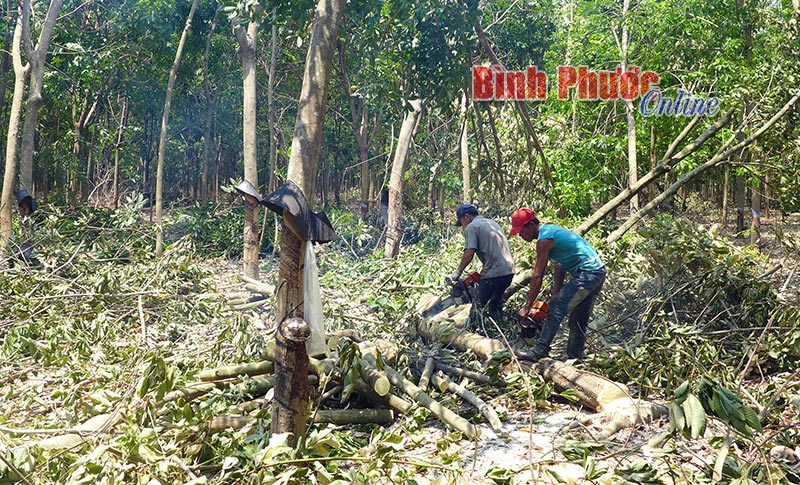 Vì sao người dân Đồng Xoài chưa sẵn sàng thực hiện Quyết định 08? Vì sao người dân Đồng Xoài chưa sẵn sàng thực hiện Quyết định 08?