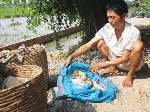 Cá nổi đầu, vịt chết bất thường Cá nổi đầu, vịt chết bất thường