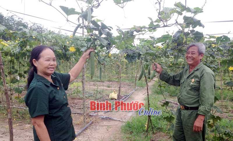 Vợ chồng cựu chiến binh làm kinh tế giỏi ở Lộc Thịnh Vợ chồng cựu chiến binh làm kinh tế giỏi ở Lộc Thịnh