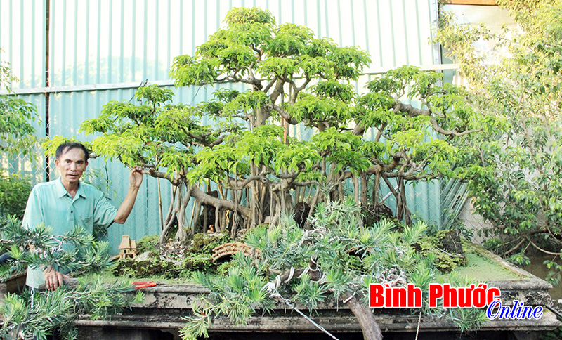 Niềm đam mê cây cảnh của một nghệ nhân