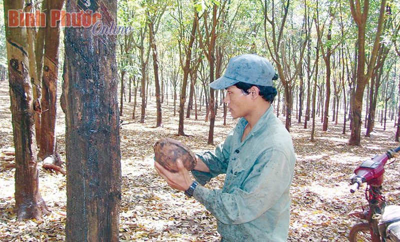VRG tiếp tục kiến nghị chính sách hỗ trợ công nhân DTTS VRG tiếp tục kiến nghị chính sách hỗ trợ công nhân DTTS