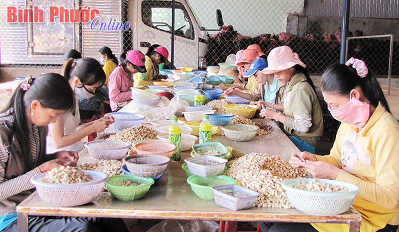 Vụ điều 2016: Mất mùa, nhà nông… vẫn vui! Vụ điều 2016: Mất mùa, nhà nông… vẫn vui!