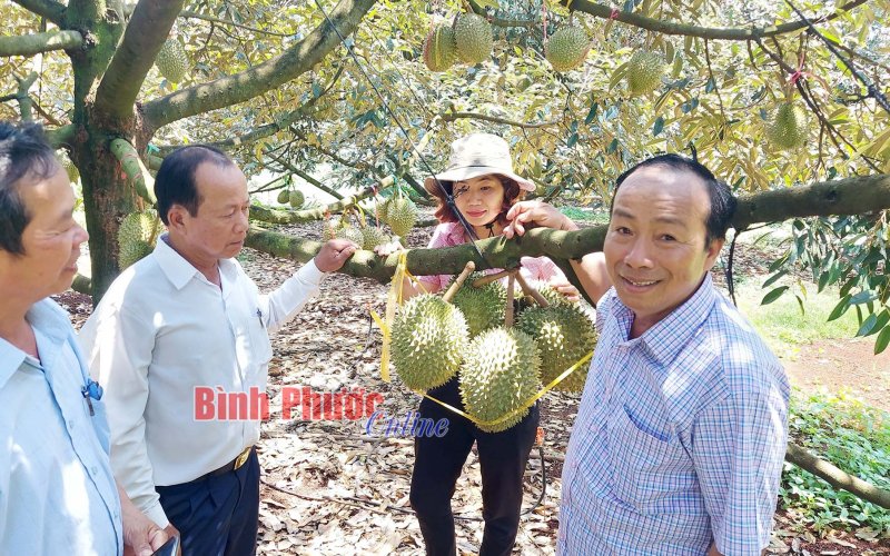 Vui cùng mùa sầu riêng