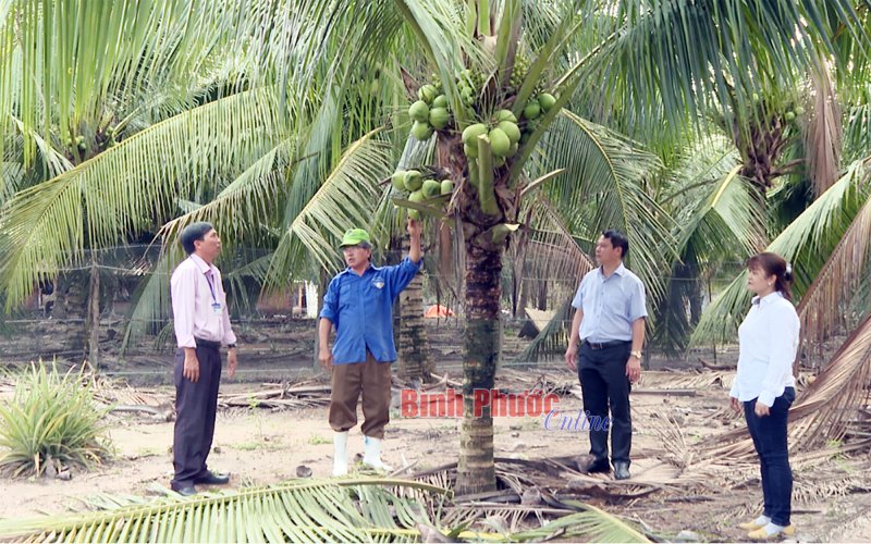 Vững kinh tế từ dừa xiêm xanh