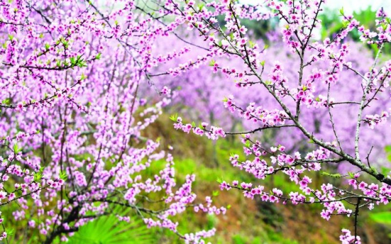 Vườn bén hơi xuân Vườn bén hơi xuân
