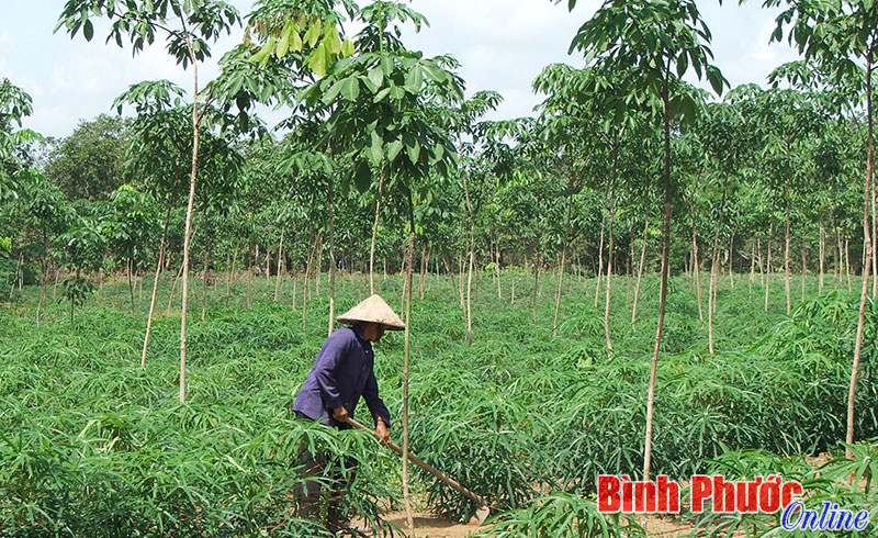 Vận động nhân dân không phá bỏ cây cao su Vận động nhân dân không phá bỏ cây cao su