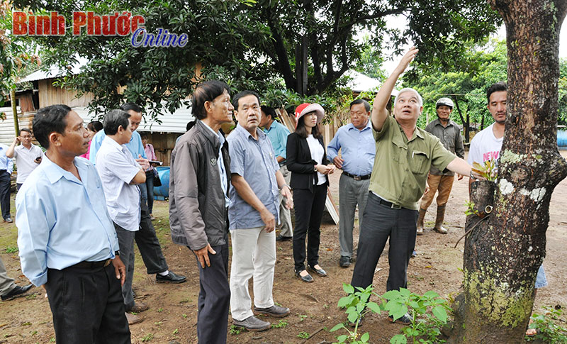 Giấy thông hành đặc biệt cho hạt điều Giấy thông hành đặc biệt cho hạt điều