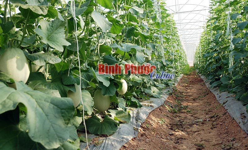 Động lực phát triển nông nghiệp, nông thôn Bình Phước Động lực phát triển nông nghiệp, nông thôn Bình Phước
