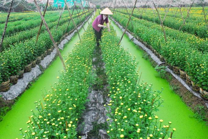 Khám phá "vương quốc" trái cây, hoa kiểng mùa tết Khám phá "vương quốc" trái cây, hoa kiểng mùa tết