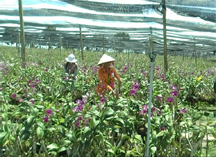 Hoa lan không chỉ để… ngắm Hoa lan không chỉ để… ngắm