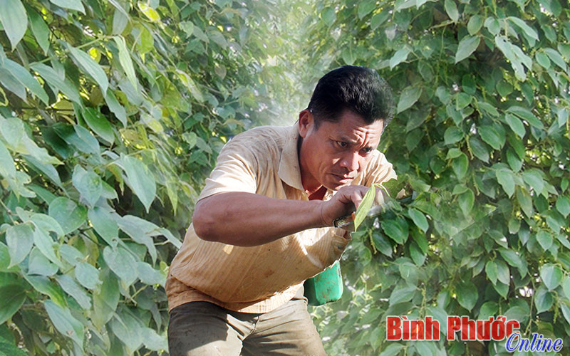 Kiên trì giữ vườn chờ giá Kiên trì giữ vườn chờ giá
