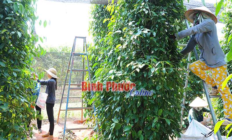 Làm giàu trên đất biên giới - Bài cuối Làm giàu trên đất biên giới - Bài cuối