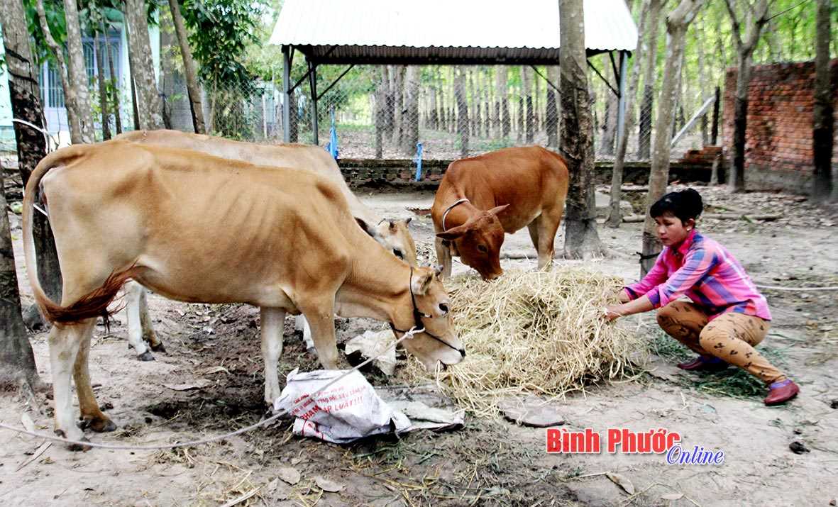 Toàn tỉnh có 25 xã tỷ lệ hộ nghèo trên 10% Toàn tỉnh có 25 xã tỷ lệ hộ nghèo trên 10%