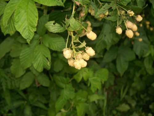 white-blackberry1-5dd3b-1473-140653540130072014031452.jpg