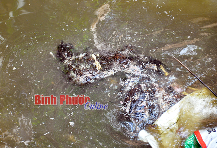 xacga.jpg