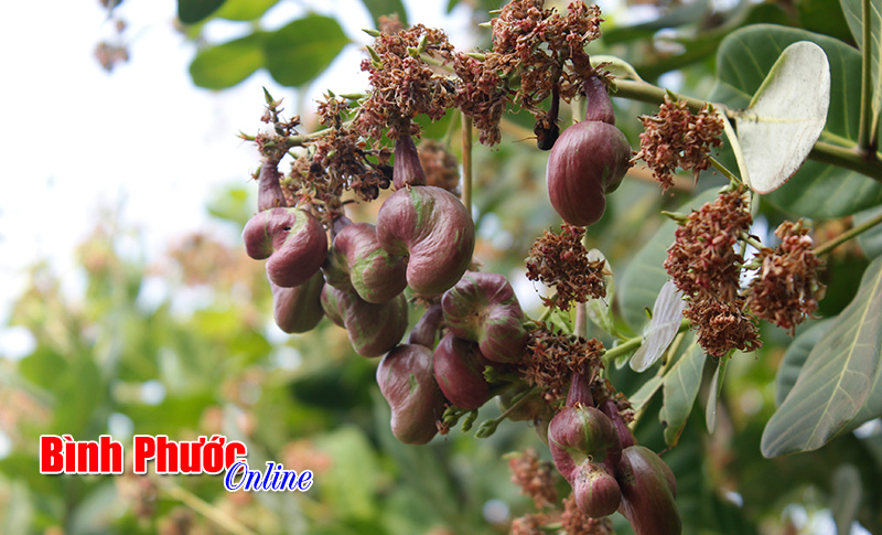 Xây dựng, bảo vệ và phát triển thương hiệu điều Bình Phước Xây dựng, bảo vệ và phát triển thương hiệu điều Bình Phước