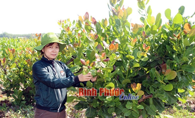 Xây dựng và bảo vệ thương hiệu hạt điều Việt Nam - Bài 1 Xây dựng và bảo vệ thương hiệu hạt điều Việt Nam - Bài 1