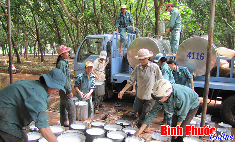 Xây dựng thương hiệu cao su Việt Nam/VietNam rubber Xây dựng thương hiệu cao su Việt Nam/VietNam rubber
