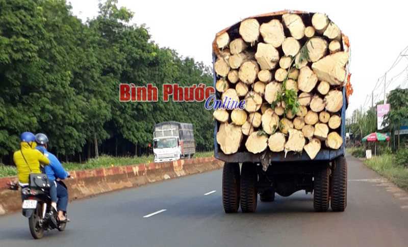 Xe chở gỗ gây nguy hiểm Xe chở gỗ gây nguy hiểm