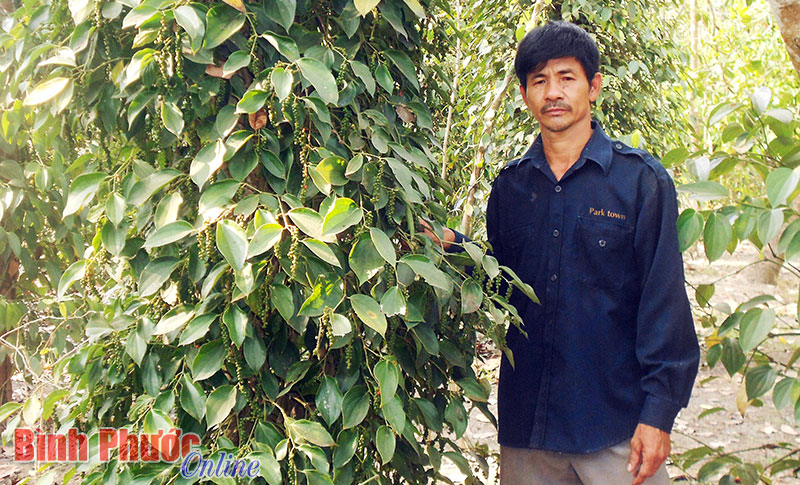 Thu nhập cao từ vườn cây xen canh