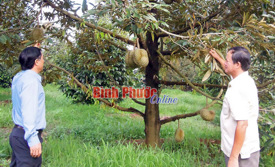 Trang trại quý đông hướng đến sự phát triển bền vững