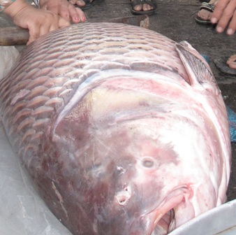 Bắt được cá hô nặng 86kg trên sông Bắt được cá hô nặng 86kg trên sông