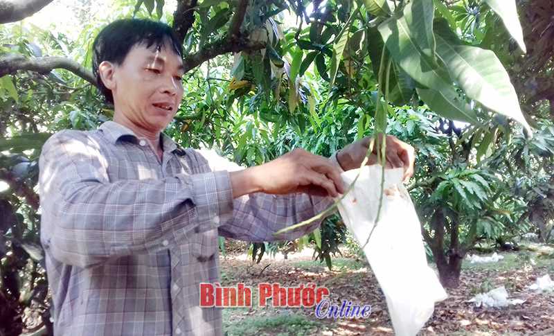 Cho xoài miền Tây bén rễ Bình Phước Cho xoài miền Tây bén rễ Bình Phước