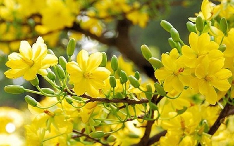 Xuân an khang - Xuân thịnh vượng! Xuân an khang - Xuân thịnh vượng!