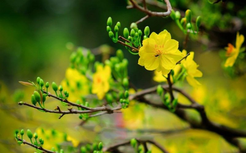 Xuân của khát vọng và niềm tin Xuân của khát vọng và niềm tin