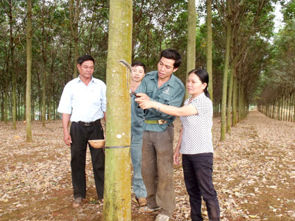 Xuân mới trên Nông trường Nghĩa Trung
