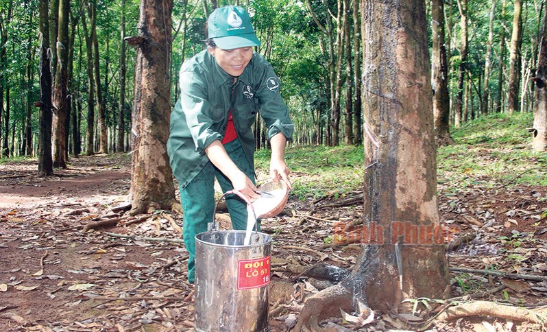 Xuân sớm trên Nông trường 5 Xuân sớm trên Nông trường 5