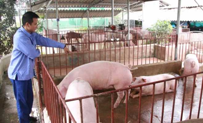 Heo hơi tăng giá đột ngột, người chăn nuôi ngậm ngùi
