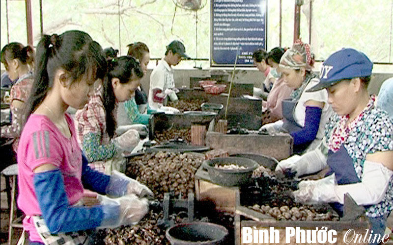 Xưởng điều Hoàn Lương