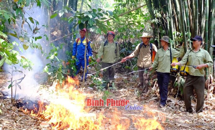 Bù Đăng dồn sức giữ vững diện tích rừng
